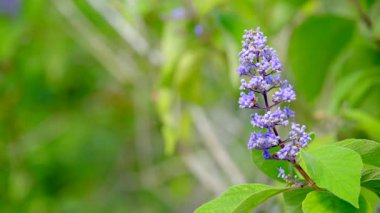 Vitex agnus castus leylak. 8k video doğa bitkileri