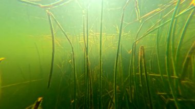 Suyun altındaki bataklık Florida bataklıkları