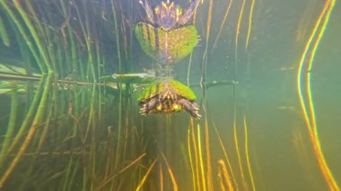 Suyun altındaki kaplumbağa meraka yaklaşıyor.