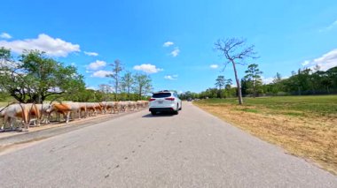 Loxahatchee, FL, ABD - 22 Nisan 2025: Lion Country Safari Florida 'da Scimitar Oryx otluyor