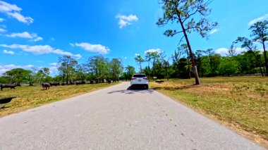 Loxahatchee, FL, ABD - 22 Nisan 2025: Lion Country Safari sürüş turunda Carabao su bufalosu