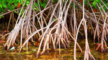 Florida Mangrove kökleri. Yerli malı. 8k 24 peni.