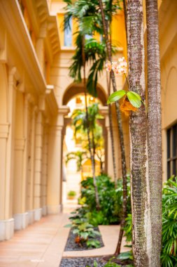 Miami 'de bir avuç içinde büyüyen orkide