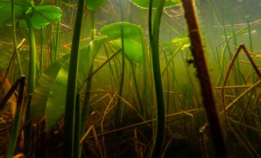 Nilüferlerle dolu bulanık su altı gölü manzarası 