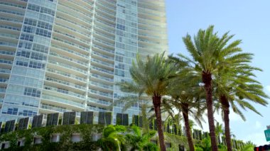 Miami Plajı 'nda 8K olay yeri. 2025 'te mavi gökyüzünde palmiyelerin ve gökdelenlerin görüntüsü