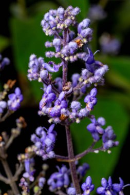 Bulanık yeşil arkaplanda Spurflower fotoğrafı