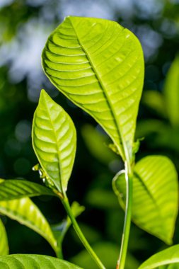 Yeşil yaprak güneş ve parıltı karışımı ile aydınlandı
