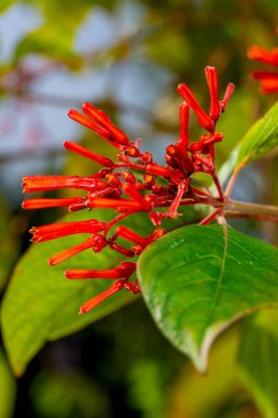 Yeşil arka planda bir ateş çalısının yakın plan fotoğrafı.