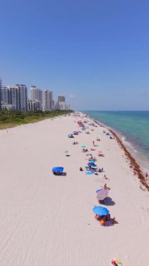 Miami sahilinde yosun yosunu