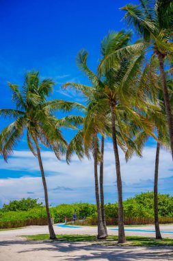 Plajda tropik palmiyeler Miami 'nin arka planları ve parmak izleri