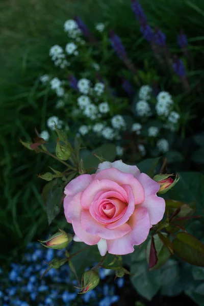 Beautiful pink roses in the garden , french Hybrid Tea rose \