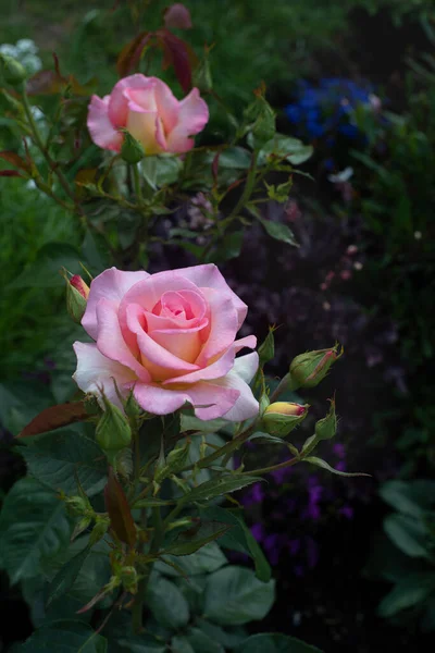 Beautiful pink roses in the garden , Hybrid Tea rose \