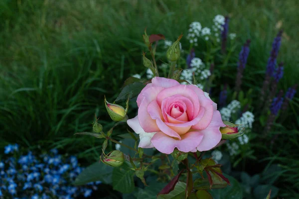 Beautiful pink roses in the garden , Hybrid Tea rose \