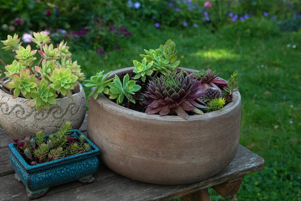 Innsamling Ssucculents Bord Hagen Sukkulenter Plantet Potter – stockfoto
