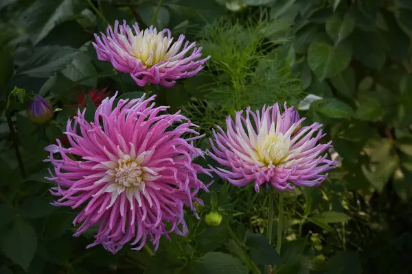 Bahçedeki Yıldızın Favorisi Pembe Dahlia Kavisli Yapraklı Güzel Kaktüs Destansı — Stok fotoğraf