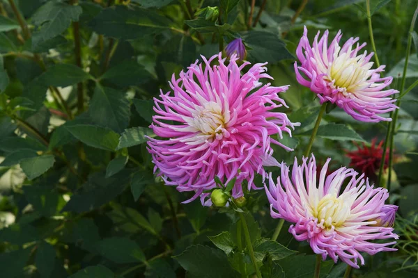 Bahçedeki Yıldızın Favorisi Pembe Dahlia Kavisli Yapraklı Güzel Kaktüs Destansı — Stok fotoğraf
