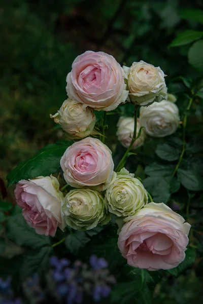 Piękne Różowe Róże Jesiennym Ogrodzie Francuska Róża Wspinaczkowa Pierre Ronsard Obrazy Stockowe bez tantiem