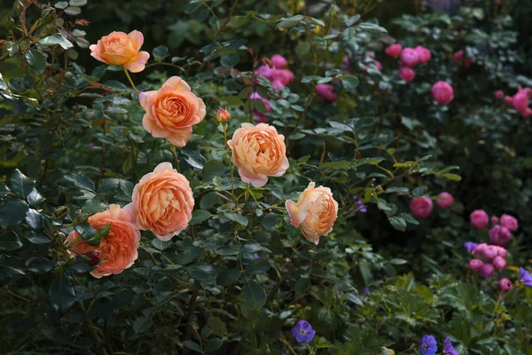 David Austin Güzel Ngiliz Gülü Shalott Leydisi Geranium Roses Pomponella — Stok fotoğraf