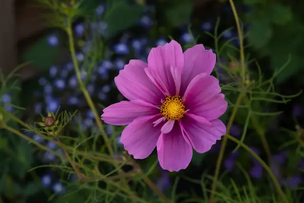 Růžový Kosmos Květ Zblízka Proti Rozmazané Pozadí Květin Lobelia Letní — Stock fotografie