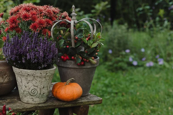 Autumn still life with flowers and pumpkins in the garden.  Heather, chrysanthemums and cotoneaster in a pot on wooden table
