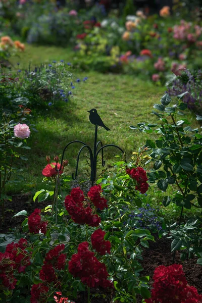 Łóżko Pięknymi Kwitnącymi Różami Ogrodzie Czerwony Krzew Różany Polyantha Wróżka Zdjęcie Stockowe