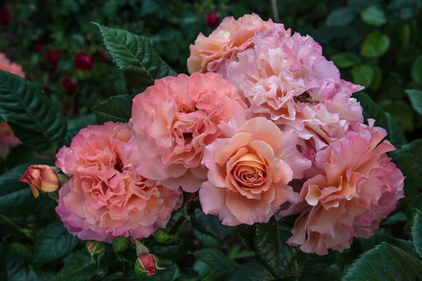 Красива Троянда Августа Люїза Дафтулке Ностальгічна Гібридна Чайна Троянда Саду — стокове фото