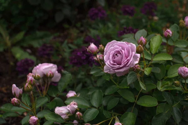 Прекрасна Німецька Троянда Nautica Саду Кордові Троянди — стокове фото