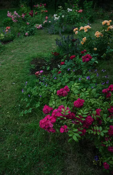 Beautiful Rose Dinky Garden Belgian Hybrid Musk Lens Roses — Stock Photo, Image