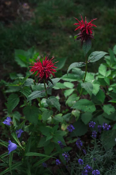 Kırmızı Monarda Çiçeği Yaz Bahçesinde Bulanık Arka Planda Lamiaceae Ailesindeki — Stok fotoğraf