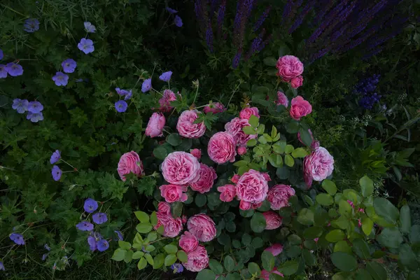 花园里美丽的粉红玫瑰 Meilland的法国花 Leonardo Vinci 长有多年生植物Salvia和Geranium — 图库照片