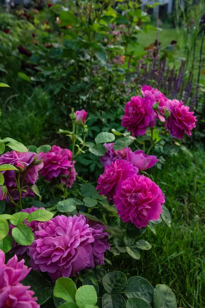 Beautiful English Shrub Rose Princess Anne David Austin Garden Stock Picture