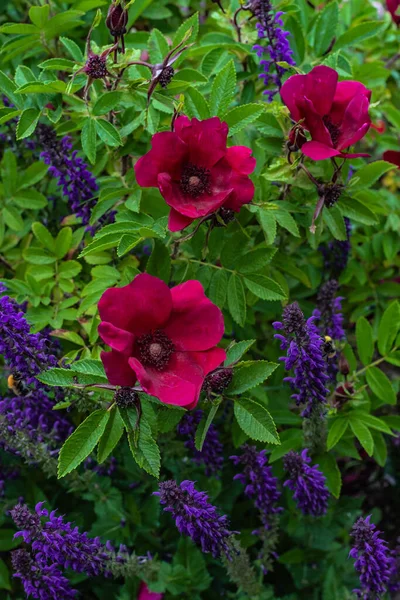 Beautiful Rose Strandperle Norderney Duftwolke Garden Salvia Small Shrub Roses Royalty Free Stock Images