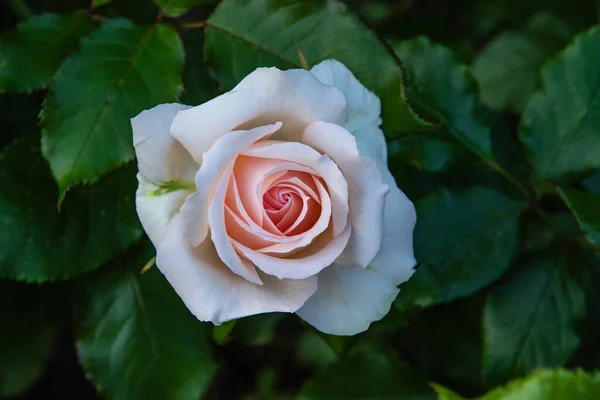 Gyönyörű Angol Rózsa Chandos Beauty Angol Rózsa Harkness Stock Fotó