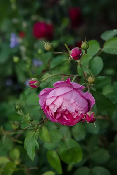 Gyönyörű Angol Bokor Rózsa Royal Jubilee David Austin Kertben Jogdíjmentes Stock Képek