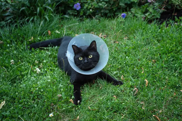 Black cat in veterinary plastic cone on head; Plastic protective collar on cat; Cat wearing e-collar in the summer garden. Elizabethan collar for animals healthcare.