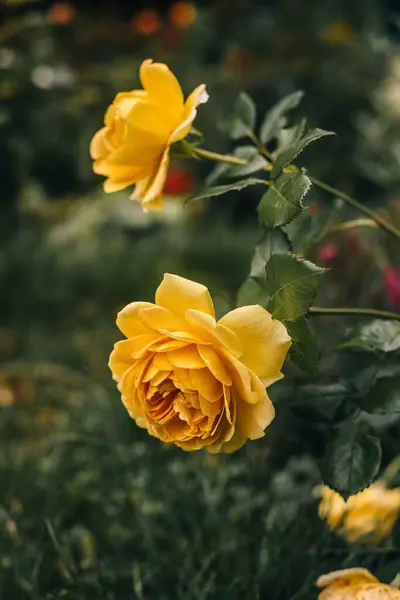 Beautiful English Shrub Rose Golden Celebration David Austin Garden — Stock Photo, Image