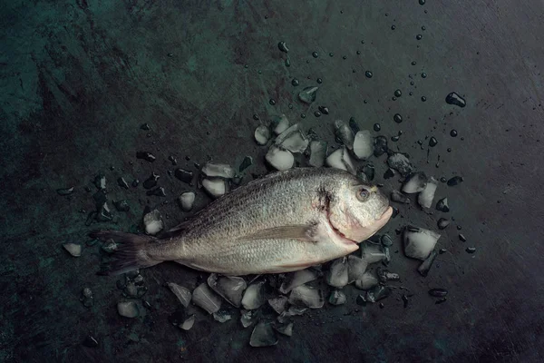 신선한 도라도 물고기 요리를위한 Gilt Head Bream 얼음의 배경에 신선한 로열티 프리 스톡 사진