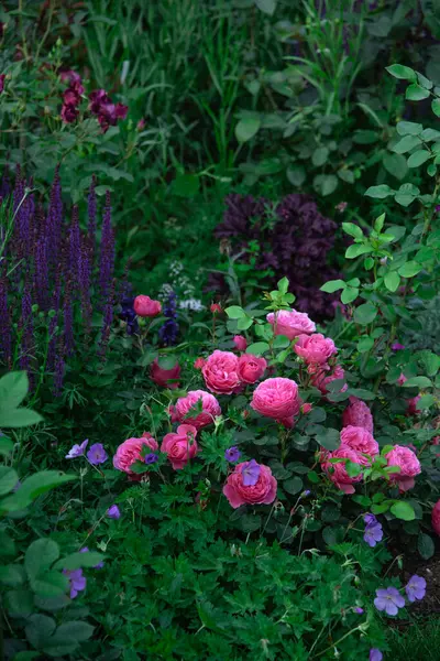 花园里美丽的粉红色玫瑰 Meilland的法国花 Leonardo Vinci 长有多年生植物Salvia Heuchera和Geranium — 图库照片