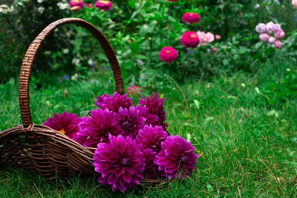 可爱的花大丽花 托马斯 爱迪生 在花园里的一个篮子里 绿色的草地上 美丽的紫色大丽花 花瓣呈弧形 免版税图库照片