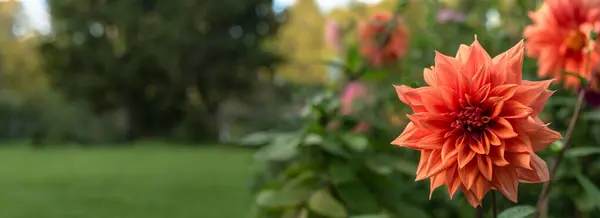 花园挂满橙红色大丽花的横幅 横向背景 文字位置 免版税图库图片