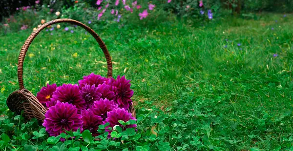 ダリア フラワーバナー カーブの花が付いている緑の草の庭のバスケットのダリア トーマスA エディソン ストックフォト