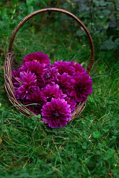 可爱的花大丽花 托马斯A 爱迪生 在花园里的一个篮子里 绿色的草坪和三叶草 漂亮的紫色水合花 花瓣呈弧形 图库图片