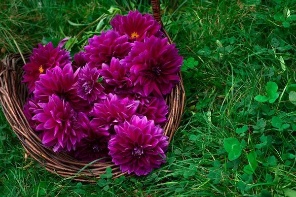 可爱的花大丽花 托马斯 爱迪生 在花园里的一个篮子里 绿色的草地上 美丽的紫色大丽花 花瓣呈弧形 图库照片