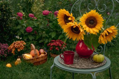 Sonbahar ayçiçekleri, bir fincan kahve, kasımpatı ve balkabağı bahçesinde. Bahçedeki sandalyede sonbahar Şükran Günü dekoru.