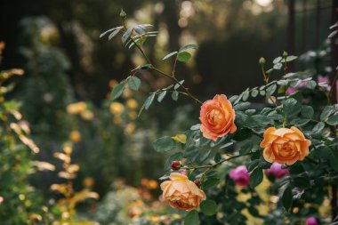 Beautiful English Shrub rose  'Lady of Shalott ' from David Austin, in the summer garden. Roses with an old romantic bud shape, David Austin rose from bud to open bloom clipart