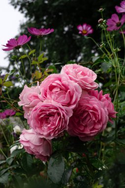 Yaz bahçesinde pembe güller, 'Rosenfee' Kordes. Eski romantik tomurcuk şeklindeki gül, Alman KORapriber seçimi