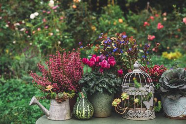 Sonbahar, balkabakları, sonbahar çiçekleri, funda, sulular, bahçede bir tencerede siklamen ile sakin bir hayat..  
