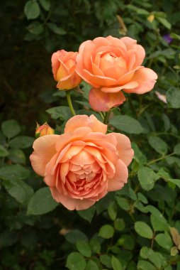 Güzel İngiliz gülü 'Shalott Leydisi' Alchemilla ve Veronica 'nın arka planında, David Austin' in İngiliz gülleri