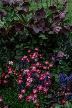 Çiçekli kırmızı saksafon, koyu mor kaya delikleri ve mavi Ajuga ilkbahar bahçesinde.