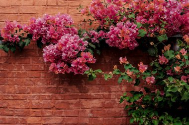 Kırmızı tuğla bir duvarın arka planında çiçek açan parlak begonvillerin çalısı.